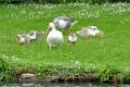 Canada goslings
